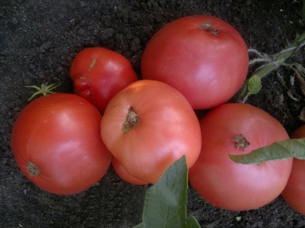  În condiții bune, puteți obține până la 7 kg de trandafir sălbatic dintr-un tufiș.