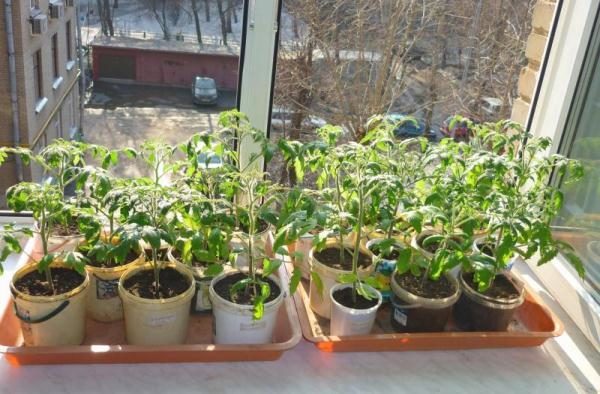  Endurecimiento de las plántulas de tomates Torbay
