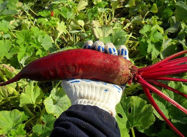  Cilindro di barbabietola