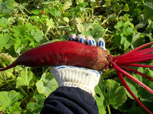  Cilindro di barbabietola