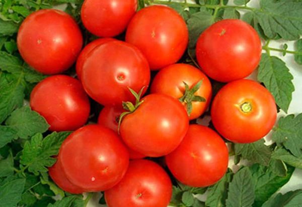 Description and characteristics of tomato Yamal