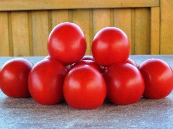 Nascer do sol de tomate