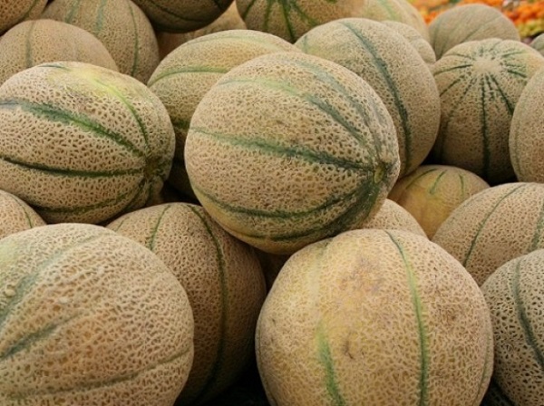  Avantajele și dezavantajele cantalupului