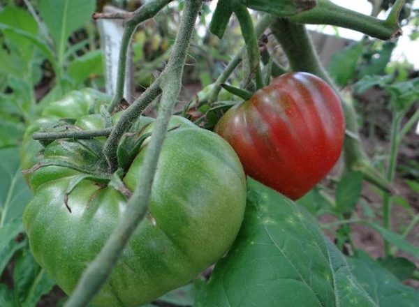  Tomate De Melancia