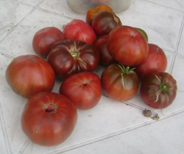  As desvantagens incluem a fraqueza da fruta e sua tendência a rachar