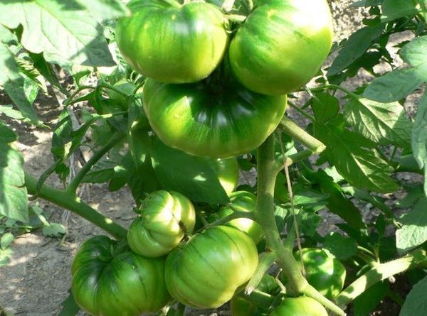  Melancia amadurece várias frutas em uma escova de tomate