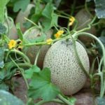  Benefici dell'innesto di meloni, angurie e cetrioli sulla zucca