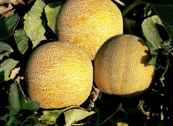  Agricoltori collettivi del melone maturo pronti a raccogliere