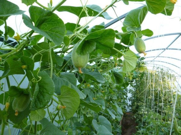  Le ovaie dei meloni futuri sui cespugli nella serra