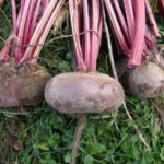  Le migliori varietà di barbabietole da coltivare in periferia