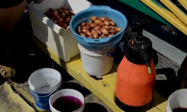  Soak the onions before planting