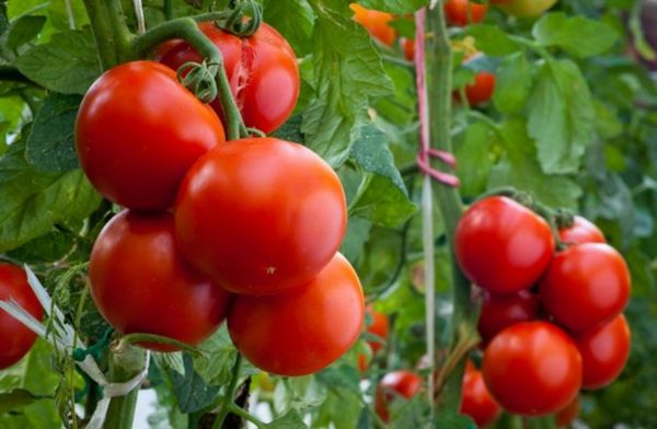  Las desventajas incluyen la necesidad de variedades obligatorias de lubinas