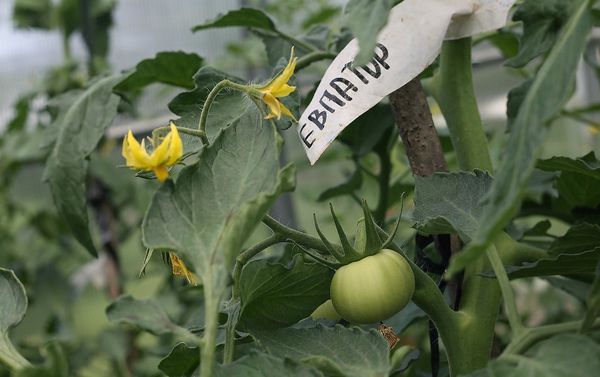  Grado de frutas Evpator hasta las heladas.