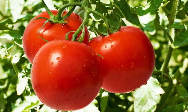  El peso medio de las frutas de un grado - 150 gramos.