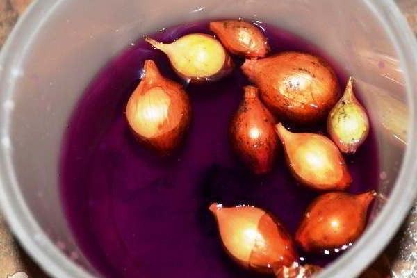  Inzuppare Sevka in permanganato di potassio