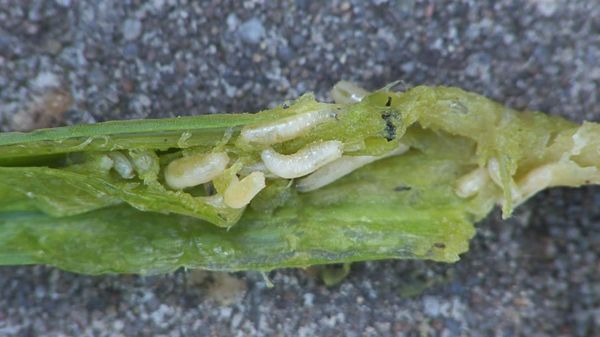  Il parassita più pericoloso è la mosca della cipolla.