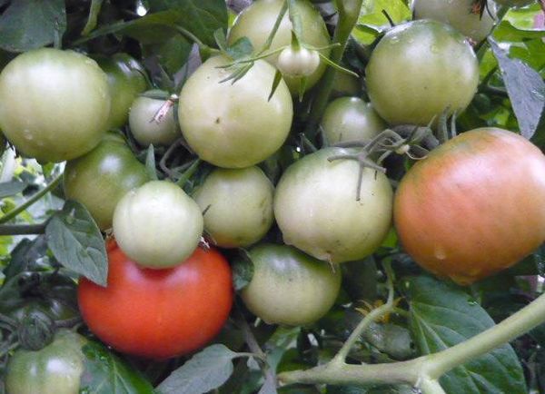  Tomate da variedade Ultra Early