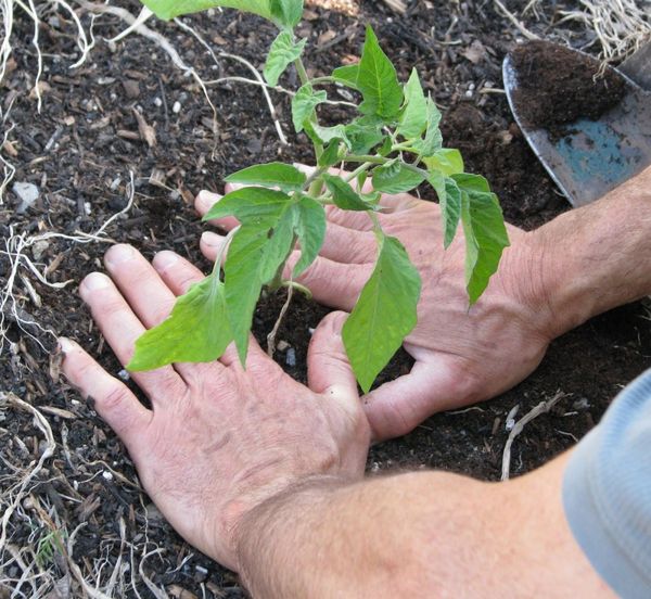  Ao plantar no solo, a distância entre as mudas deve ser de pelo menos 50 cm