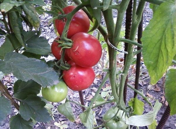  Descrição e características do tomate Fátima