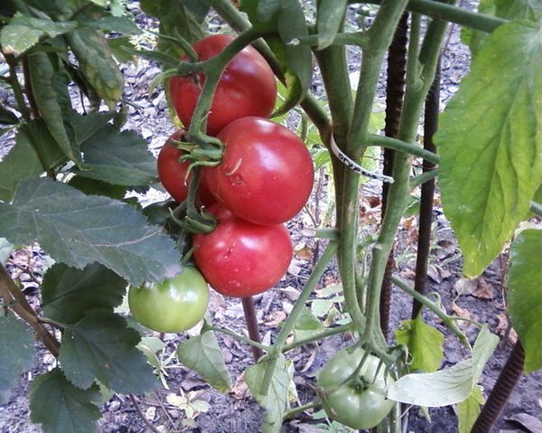  Descrição e características do tomate Fátima