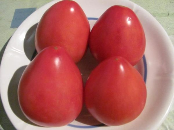  Fátima tem uma consistência carnuda e um sabor adocicado.