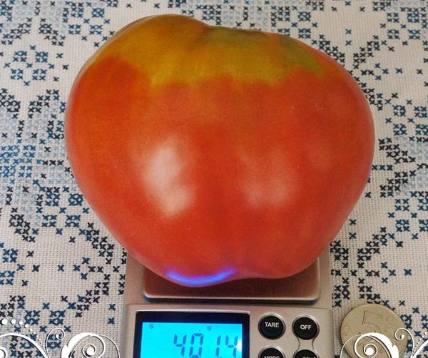  Uma das vantagens - o peso das frutas de Fátima pode chegar a 400 gramas