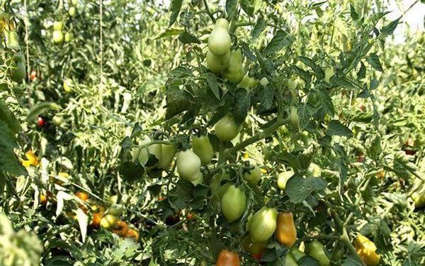  Tomate Lady Fingers