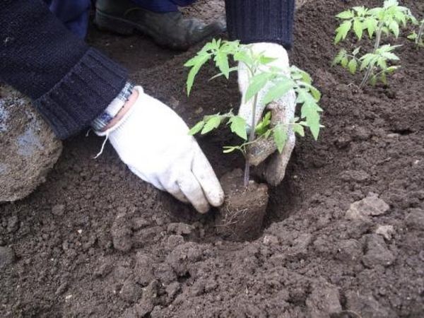  As mudas são plantadas no solo 2 meses após a semeadura