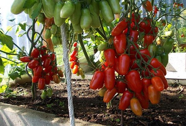  Para a coleta de sementes são adequados frutos maduros, levemente marrons