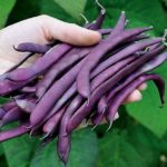  Purple fasole
