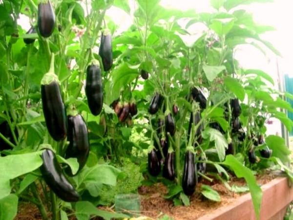  Le migliori varietà viola