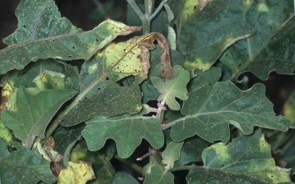  Cosa processare contro la peronospora