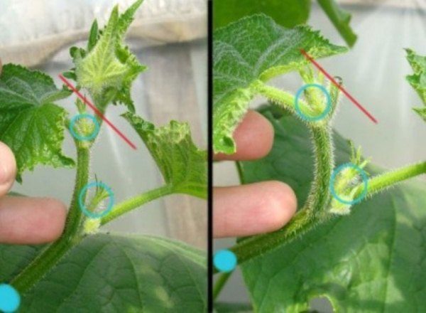  Masking the ovaries of bundle cucumbers