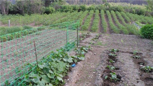  La fissazione più affidabile dovrebbe essere assicurata al centro del traliccio, poiché la mesh in questa parte sperimenterà il carico massimo.