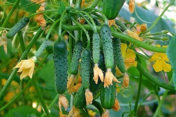  Bundle cucumbers