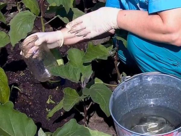  L'alimentazione delle melanzane è parte integrante della cura, che è raccomandata per essere eseguita almeno cinque volte a stagione.