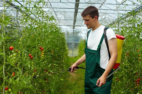  Los mejores fungicidas para tomates.