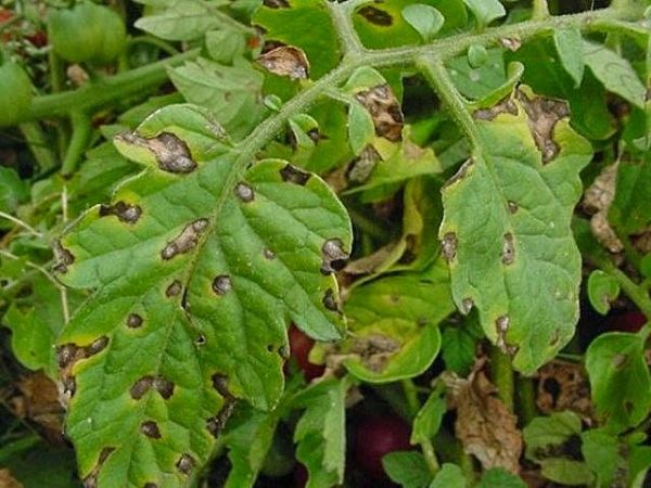  Drogas protetoras podem afetar diretamente os elementos individuais do tomate