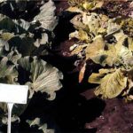  Fusarium solgunluğu