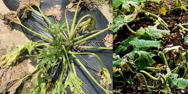  Tratamentul răsadurilor de la fusarium wilt