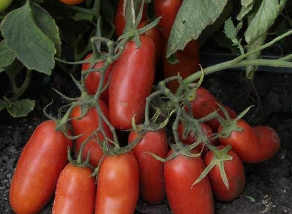  Variedade de Tomate Gulliver
