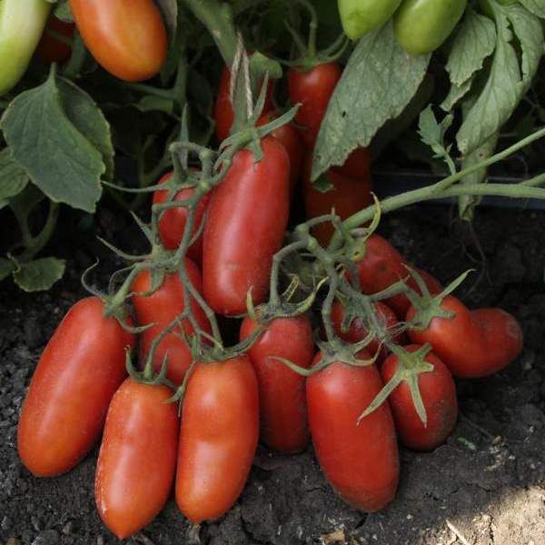  Variedade de Tomate Gulliver