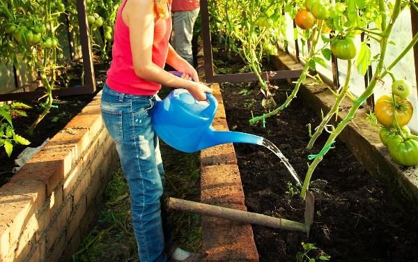  Ao cultivar tomates em uma estufa, rega regular com água morna é importante.