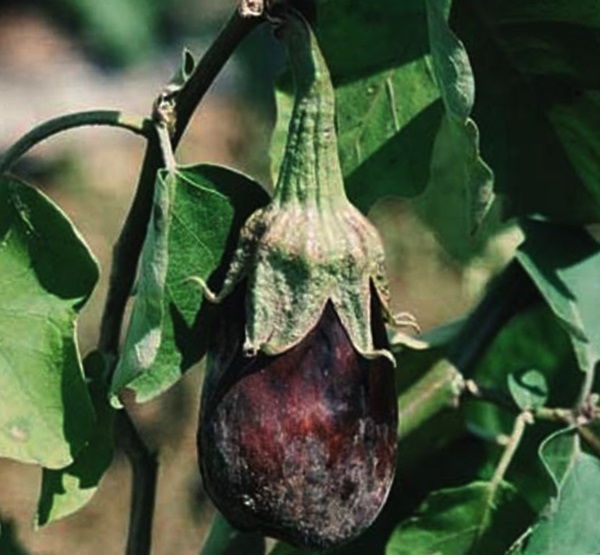  Malattie melanzane