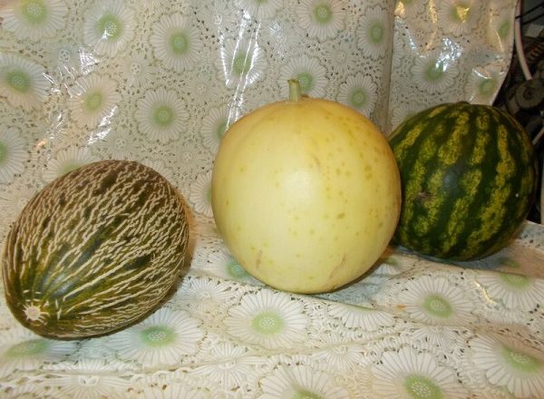  Innestando un melone su una zucca
