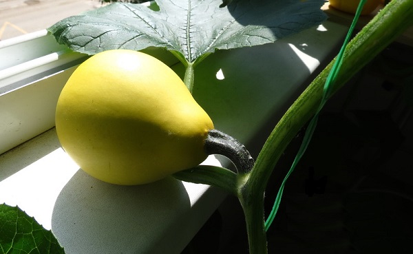  Zucca sul balcone