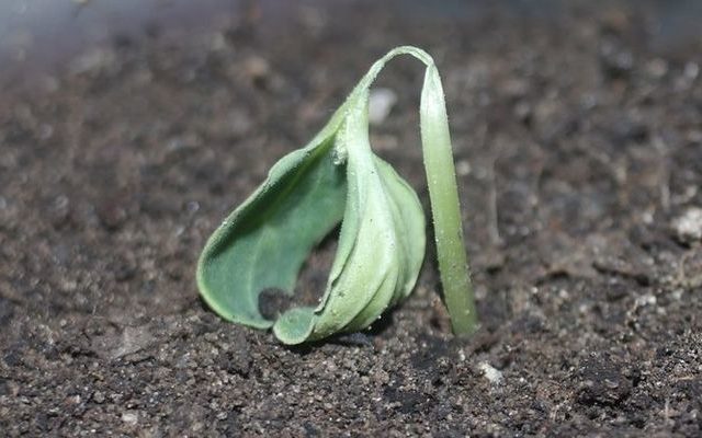  Malattie di piantine di cetriolo