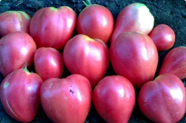  Tomate Coração De Vaca