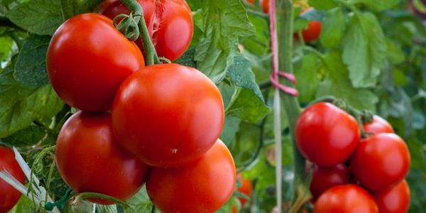  Tomato Yamal