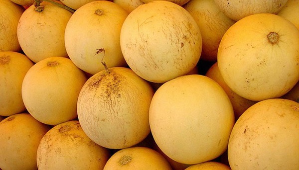  Coltivatore collettivo di melone